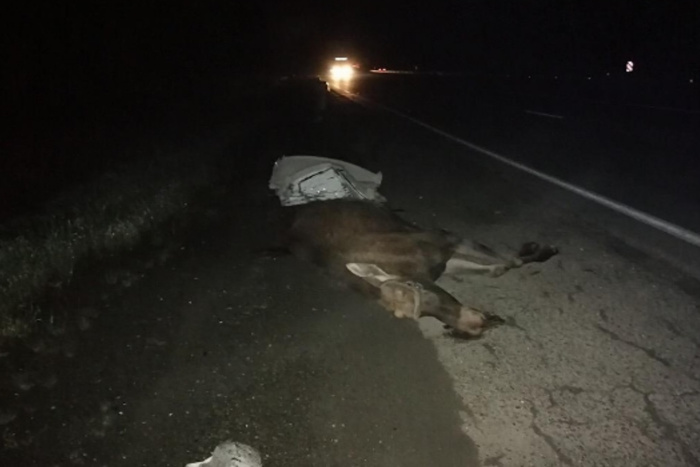 В ГИБДД рассказали подробности смертельной аварии на свердловской трассе с участием лося