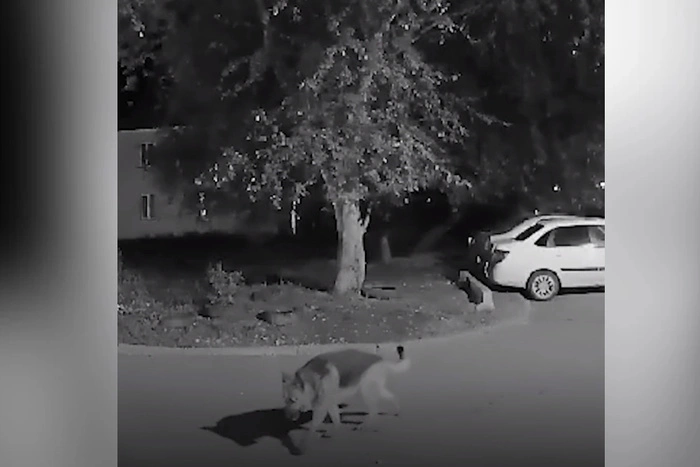 В Екатеринбурге живодер зарезал ножом свою собаку