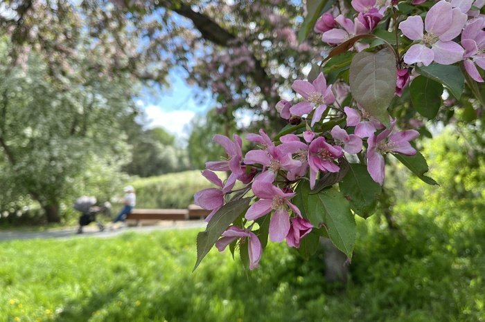 Аномальная жара идёт в Свердловскую область