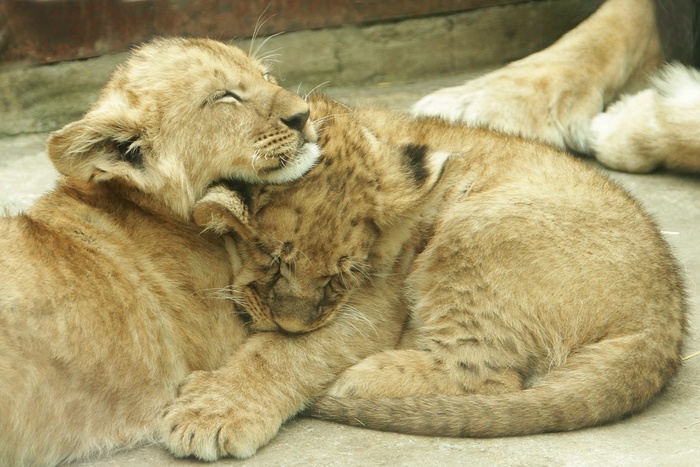 Семья львов екатеринбургского зоопарка в четвертый раз стала родителями
