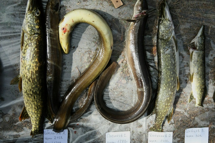 Озерная рыба стала причиной вспышки «гаффской болезни» в тюменской деревне
