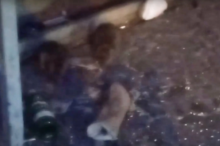 Екатеринбуржцы заметили крыс на автобусной остановке