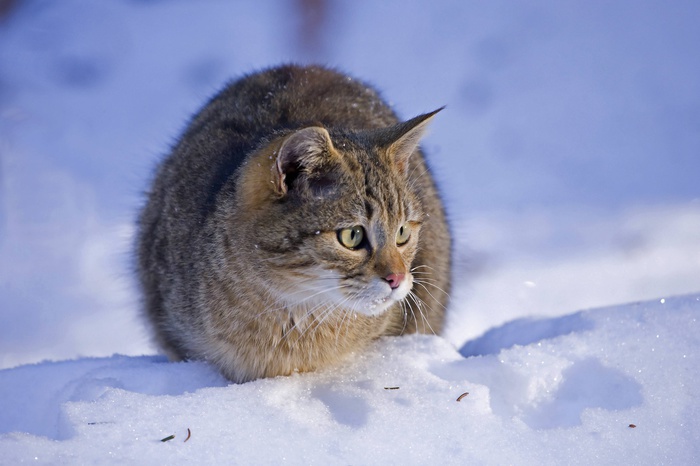 Кот в Златоусте в 35-градусный мороз уснул под машиной и вмерз в лед