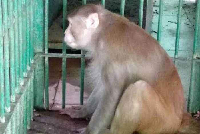 В Индии страдающая от похмелья обезьяна-алкоголик убила одного человека и покалечила ещё 249