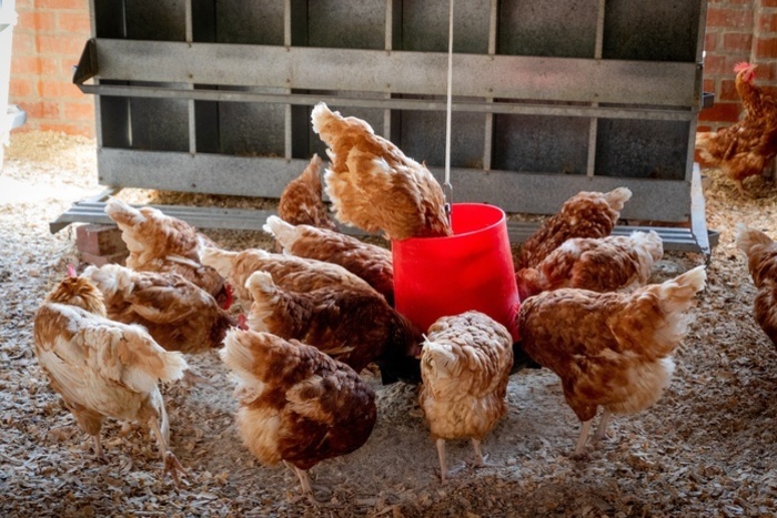 «Растерзали 50 куриц»: свердловские дома атаковали животные