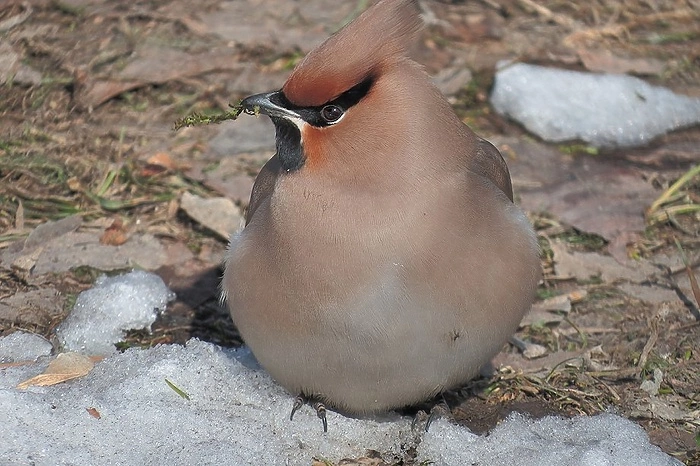 «Они не пьяные». В Екатеринбурге начали находить лежащих «без сознания» птиц