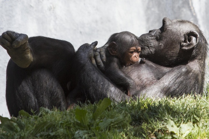 Детеныша обезьяны в зоопарке Челябинска предложили назвать Обамкой