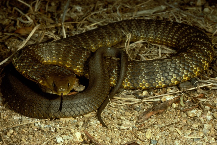 В Австралии одна из гирлянд на елке оказалась ядовитой змеей