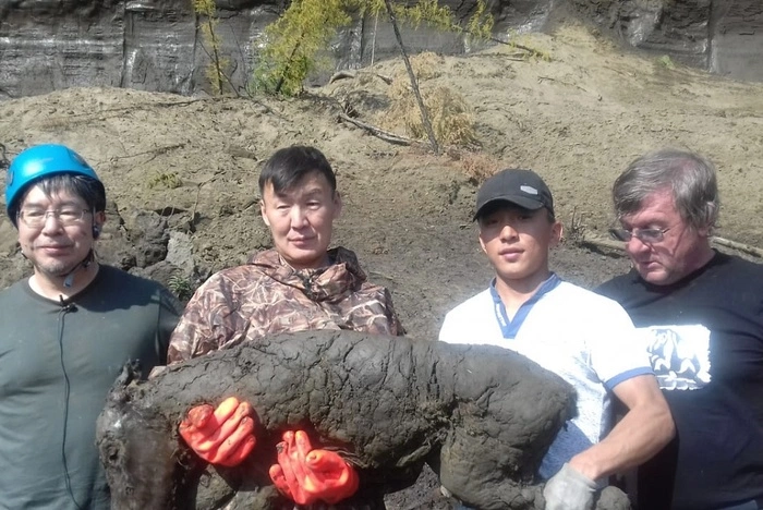 Сенсационная находка: Ученые СВФУ нашли тушу жеребенка ископаемой лошади