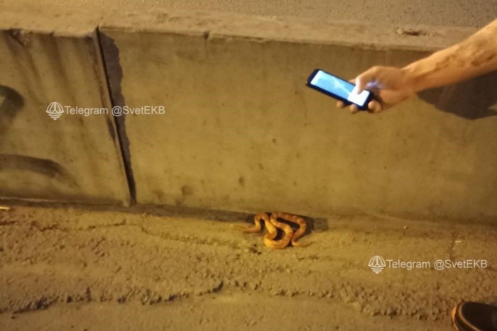 Екатеринбуржцы заметили на Бебелевском мосту экзотическую змею