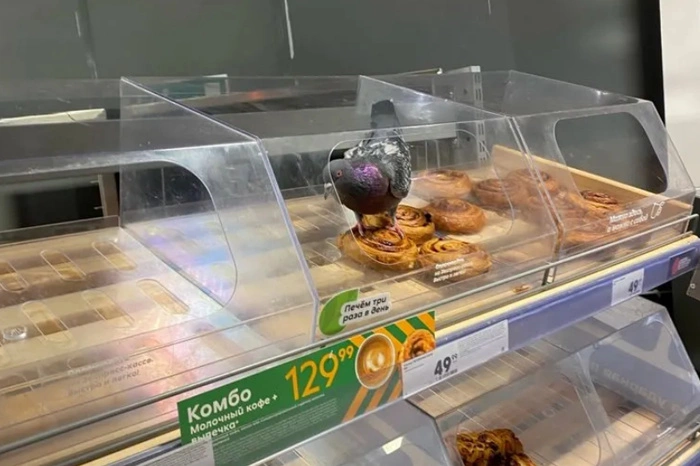 Голубь съел выпечку в витрине «Пятёрочки»