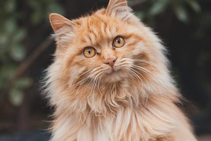 В екатеринбургской ветклинике сломали лапку пожилому коту