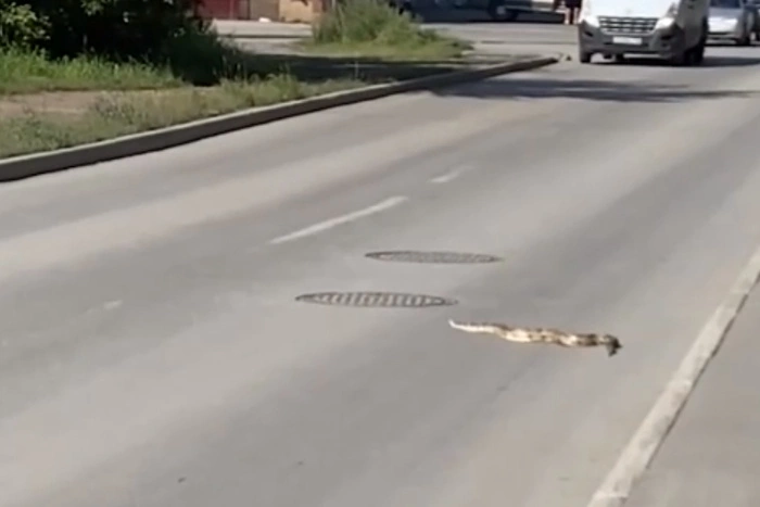 На Вторчермете екатеринбуржцы увидели двухметрового питона, переползавшего дорогу