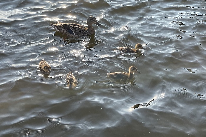 Екатеринбуржцы до смерти закормили уток
