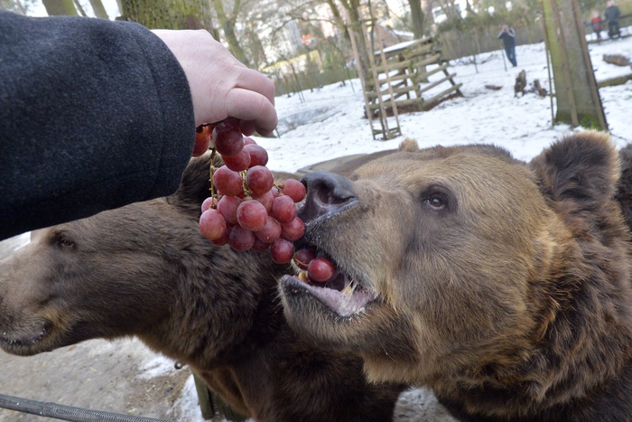 В Карпинске не могут найти медведя, напавшего на человека
