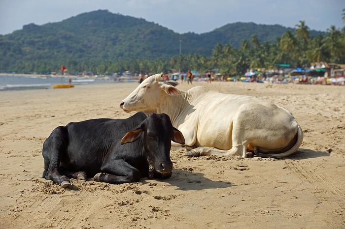 Индийцы обмазываются коровьим навозом, чтобы не заразиться коронавирусом
