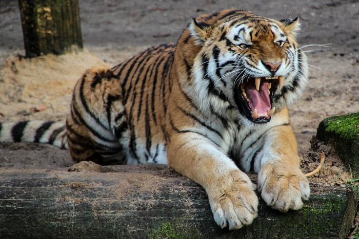 Екатеринбургский цирк наказали за отсутствие когтеточки у тигров