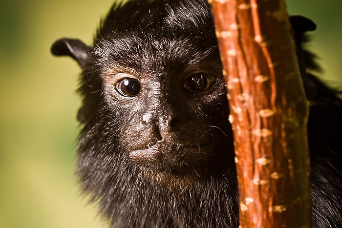 Екатеринбургский зоопарк запускает ежегодный конкурс «Зоо-мисс». Выбираем! (ФОТО)