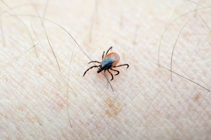 В Японии вырвался на свободу смертельно опасный клещ