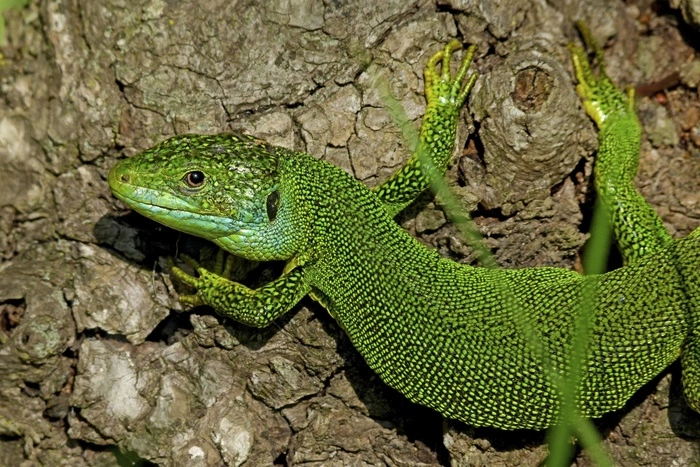 Суд наказал челябинца, пытавшегося вывезти из Екатеринбурга редких рептилий