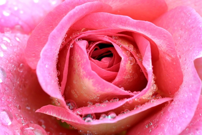 Ученые: дезодоранты и духи вредны не меньше сигарет и могут вызывать рак