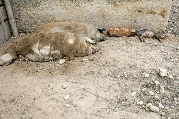 Производители предупредили о резком росте цен на колбасы и полуфабрикаты