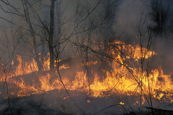 Названы сроки тушения лесных пожаров в Сибири
