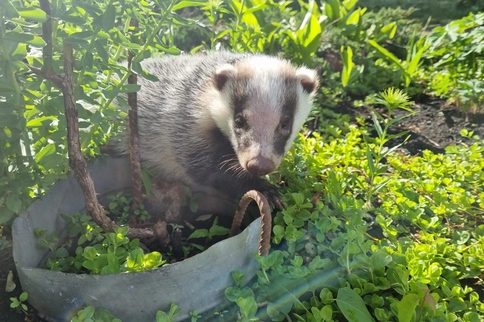 В Екатеринбурге барсук вышел в свет