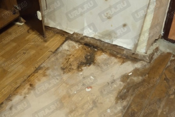 «Здесь обитают клопы и тараканы»: студенты УрФУ пожаловались на состояние комнат в общежитии