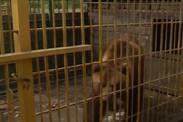 Медведя, откусившего руку томичке, заберут московские зоозащитники