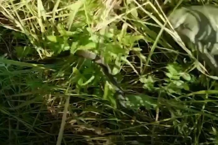 В центре Екатеринбурга на входе в магазин обнаружили змею