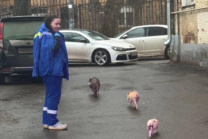 Из горящей квартиры спасли семейство из 10 минипигов