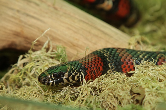 Россиянин ввез из ЕС в Екатеринбург центнер рептилий