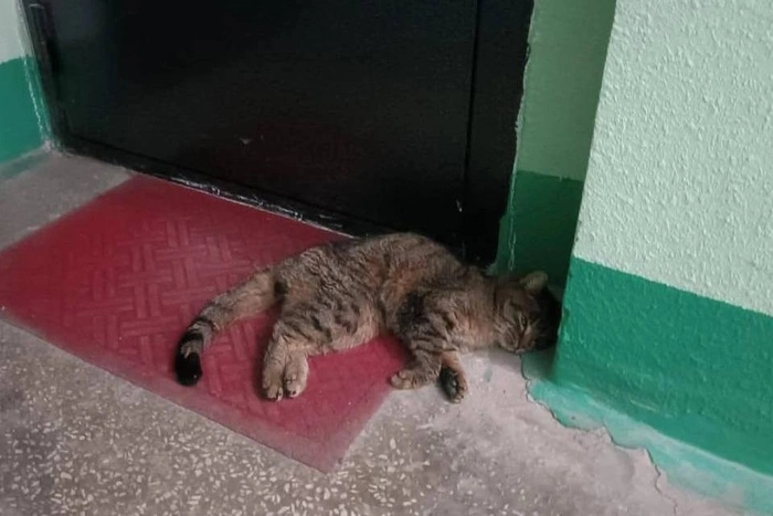 Петиция с требованием возбудить уголовное дело после изнасилования кошки появилась на Change.org