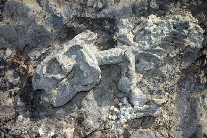 Скелет древнейшего млекопитающего нашли на раскопках в Кузбассе