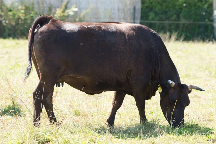Суд вернул в прокуратуру дело фермера, купившего GPS для слежки за коровой