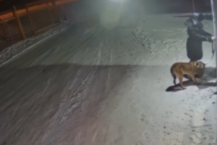 На Урале хозяйка привязала старого пса к двери ветклиники с просьбой усыпить — видео
