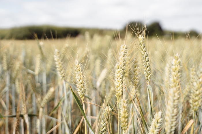 Из-за засухи в России пропала треть урожая зерна и картошки