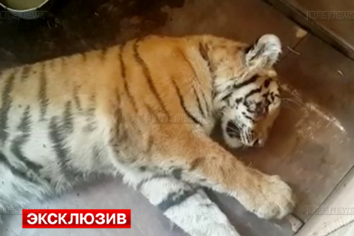 Раненая в Приморском крае тигрица умерла