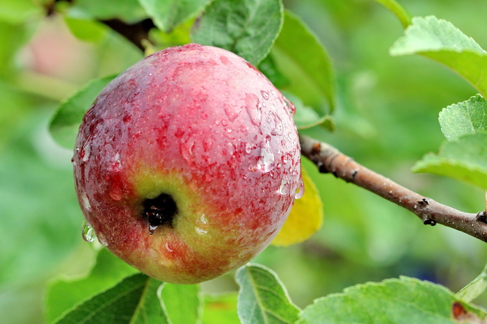 В Свердловской области уничтожили санкционные яблоки