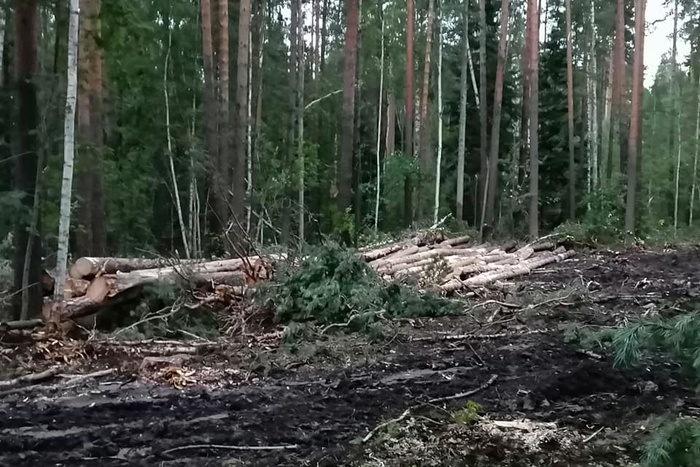 Уральцев напугали вырубки леса в районе горы Волчиха