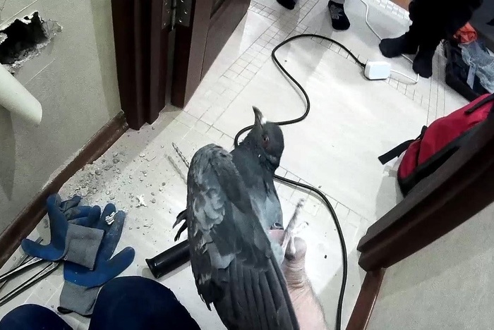 В Екатеринбурге ради спасения голубя сломали стену в квартире