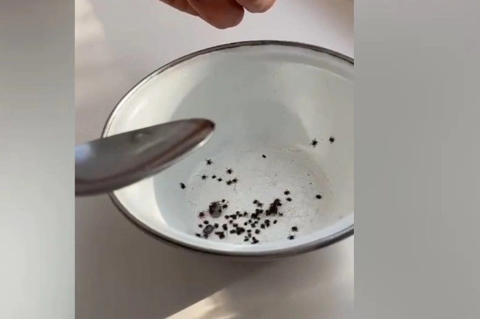 Свердловчанин после прогулки с собакой снял 107 клещей