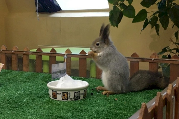 Белка предсказала Екатеринбургу позднюю весну