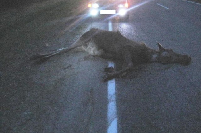 Водитель иномарки сбил лося на уральской трассе