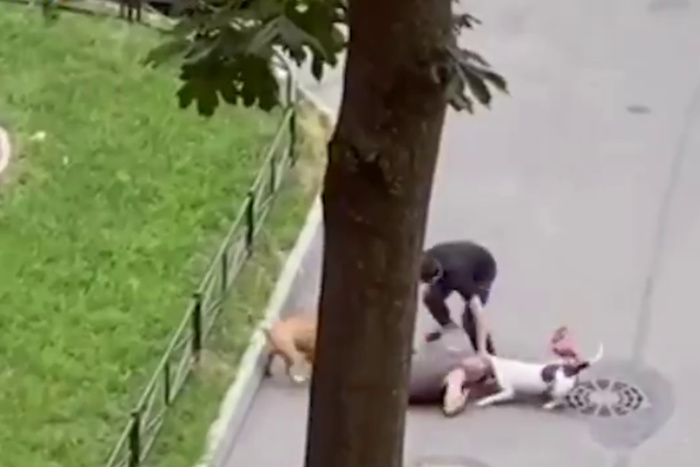 Мужчина закрыл телом свою собаку, пытаясь спасти её от двух разъяренных псов