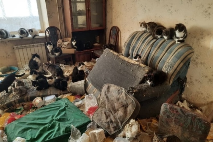 В Екатеринбурге в одной из квартир оказались заперты десятки кошек
