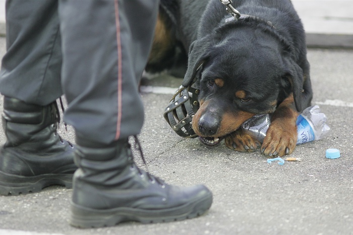 Екатеринбуржца оштрафовали за выгул пса без намордника