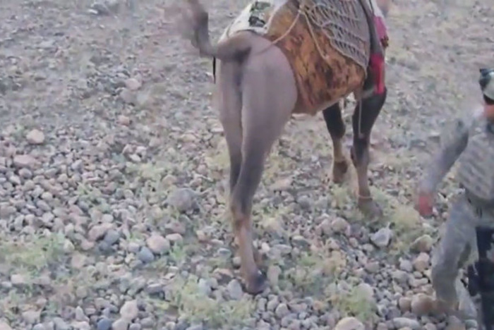 Верблюд-талиб, лягнувший американского солдата, стал героем в Сети