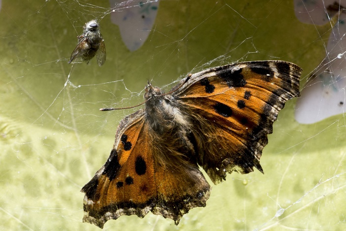 Обитатели Парка бабочек не пережили встречи с екатеринбургскими первоклассниками